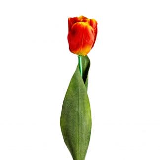 Flor tulipan, en color naranja, de estilo clásico. Fabricado en plástico, combinado con poliéster.