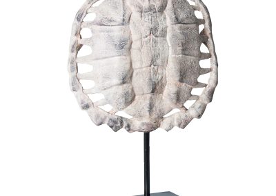 Escultura Caparazón tortuga de estilo nórdico fabricado en resina en color gris combinado con hierro. Producto desmontable.