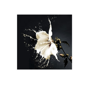 FOTO ·SPLASH· 100x100