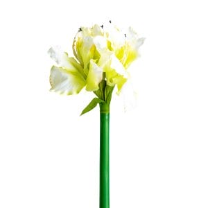 Flor Amaryllis de estilo clásico, fabricado en plástico en color blanco, combinado con poliéster.